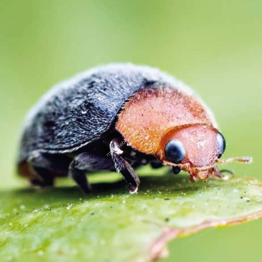 Cryptolaemus Montrouzieri 25 adultos anti cochinillas
