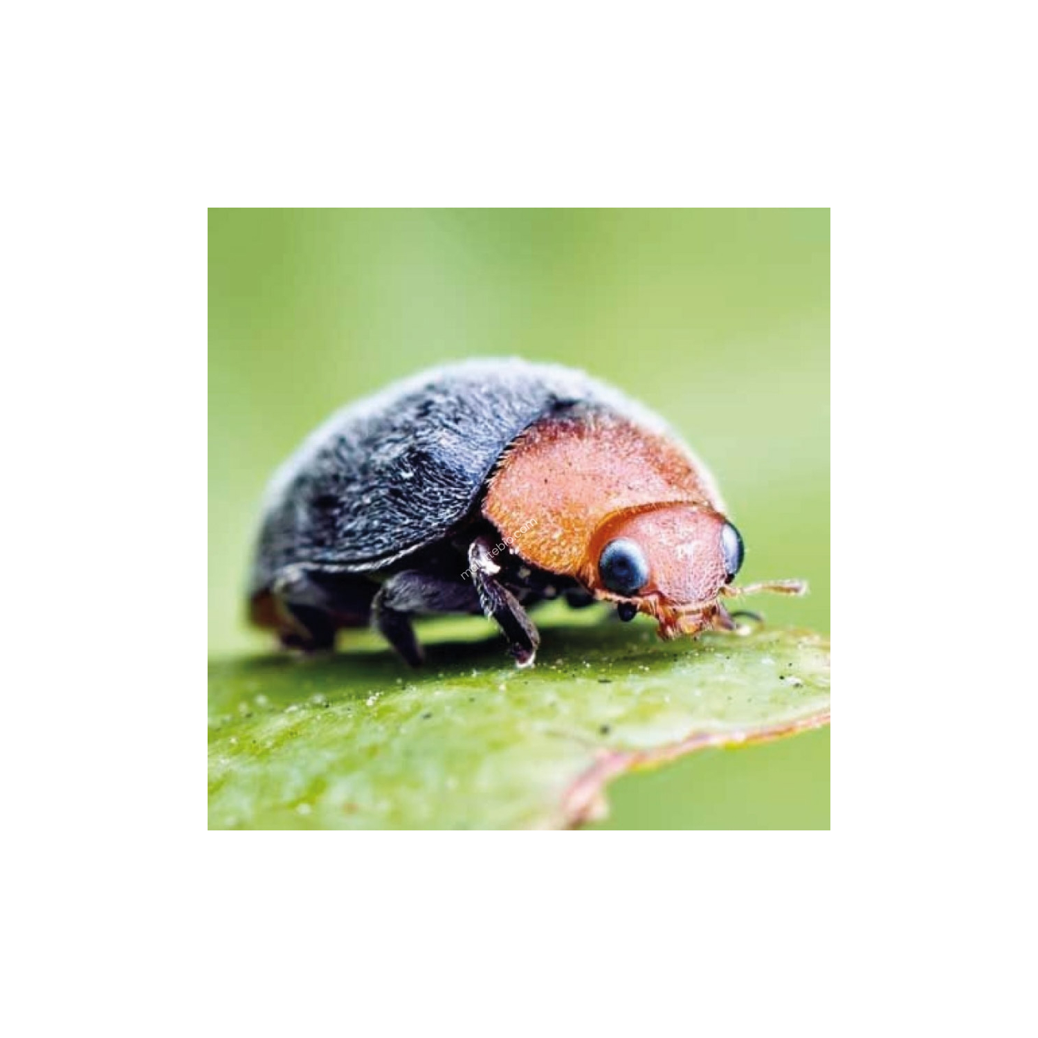 Cryptolaemus Montrouzieri 25 adultos anti cochinillas