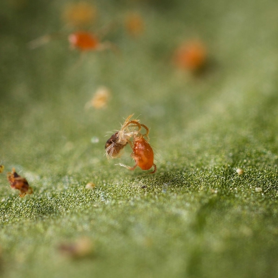 Phytoseiulus persimilis antiácaros Maluttebio