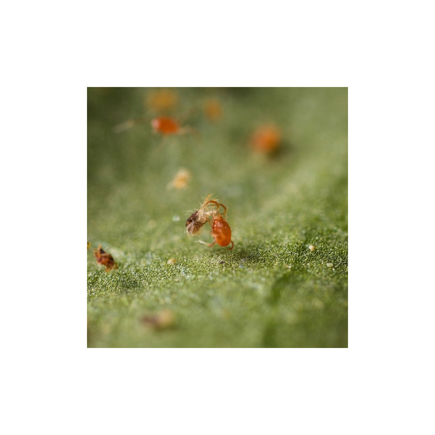Phytoseiulus persimilis antiácaros Maluttebio