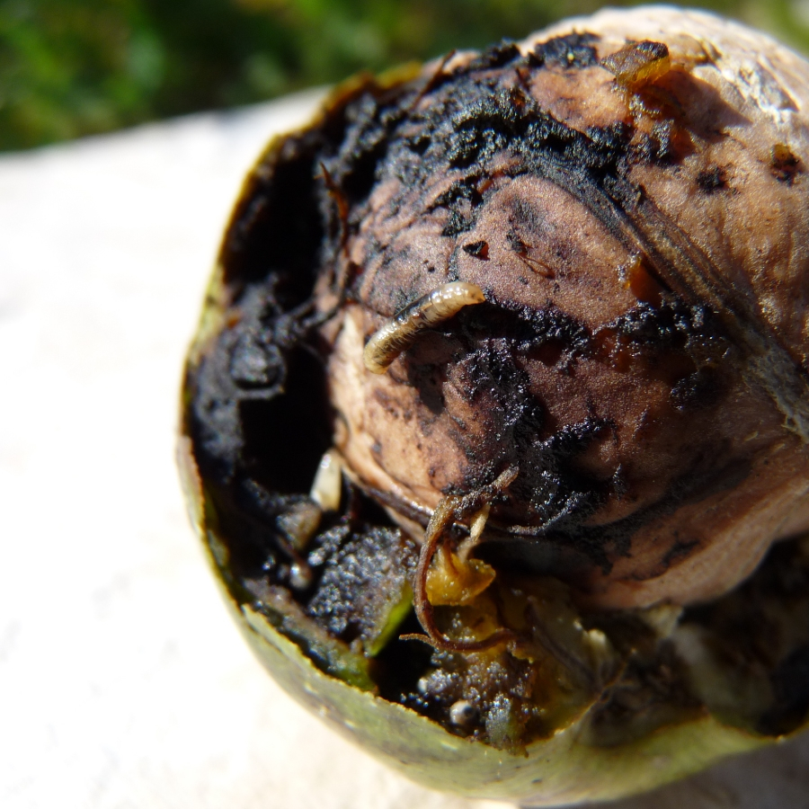 mosca del envoltorio de la nuez Rhagoletis completa gusano