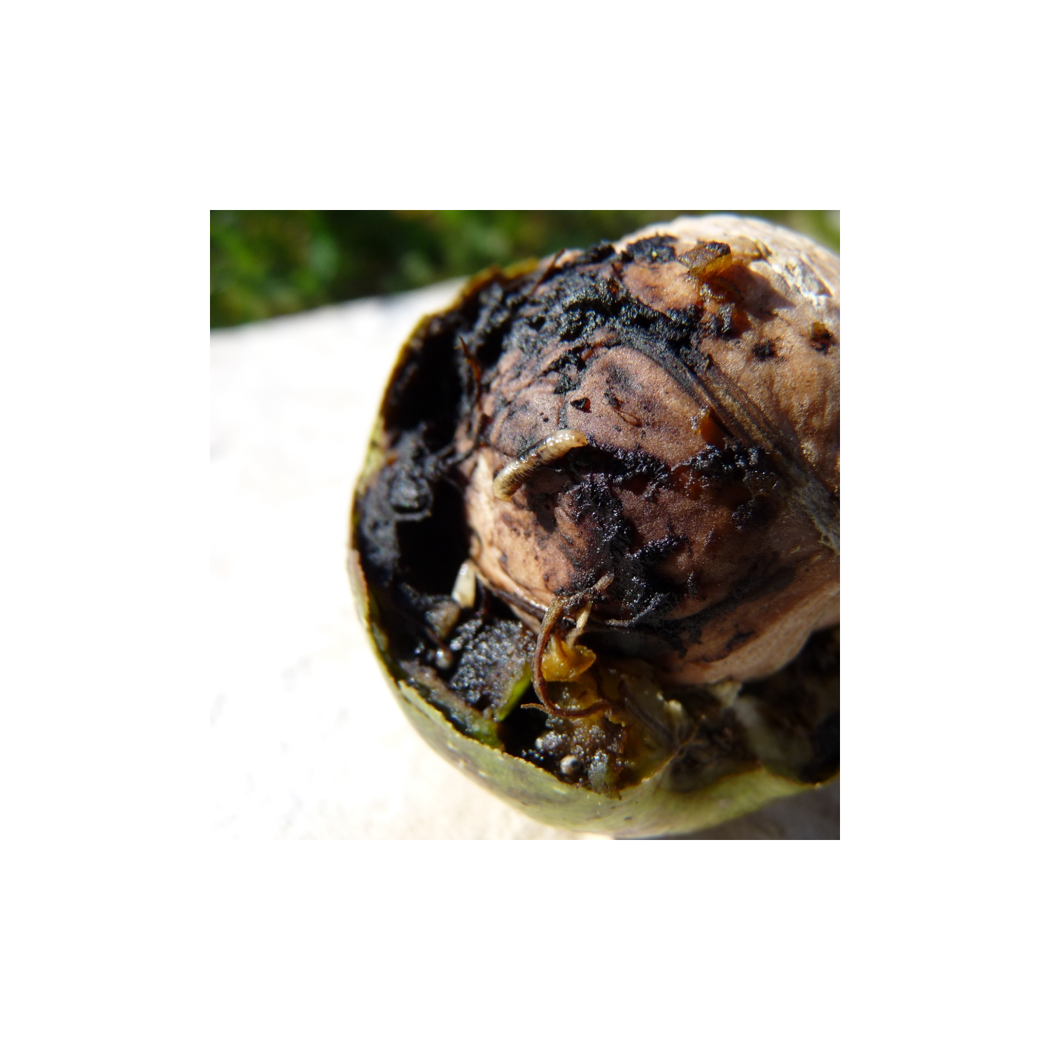 mosca del envoltorio de la nuez Rhagoletis completa gusano