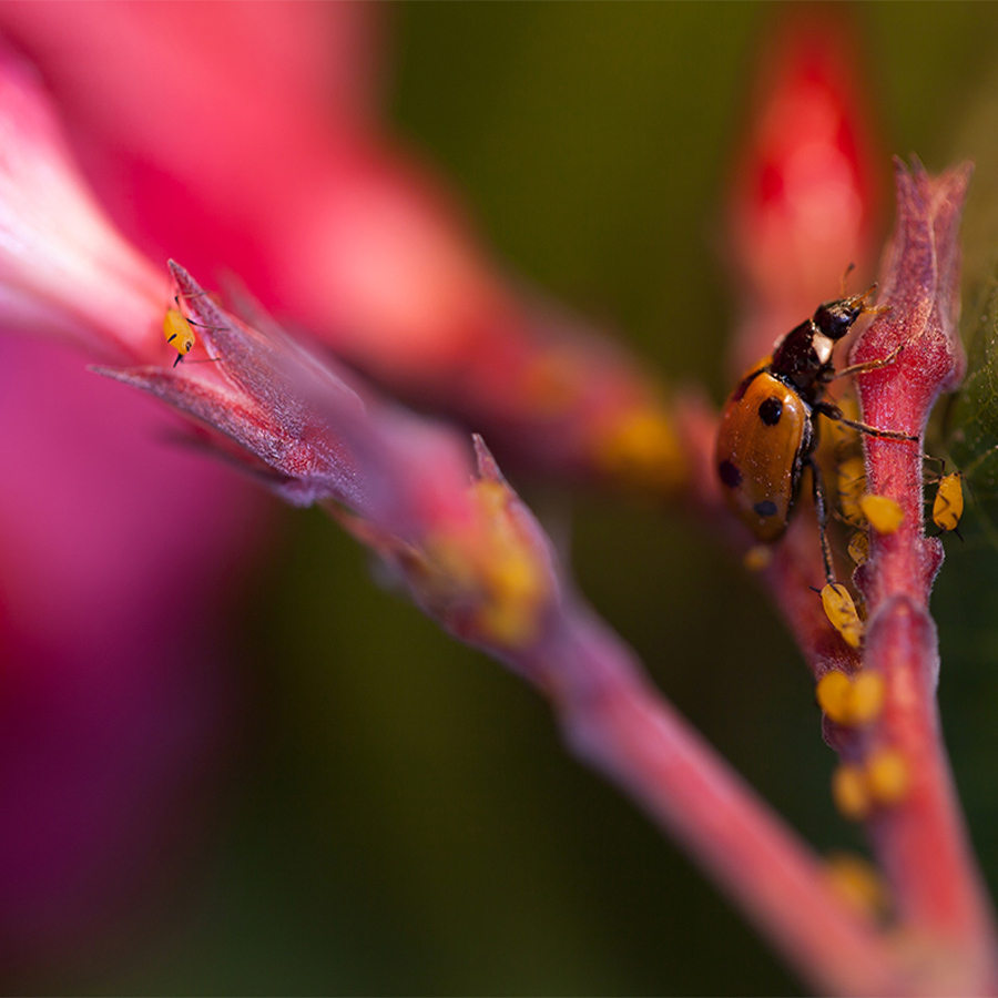 Rosier envahi par des pucerons — traitement naturel avec larves de coccinelle