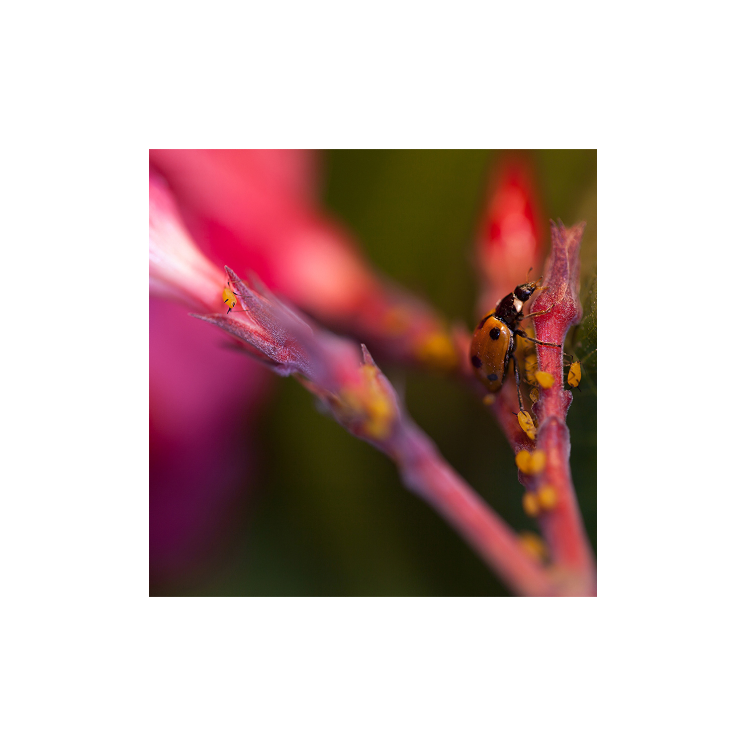 Rosier envahi par des pucerons — traitement naturel avec larves de coccinelle