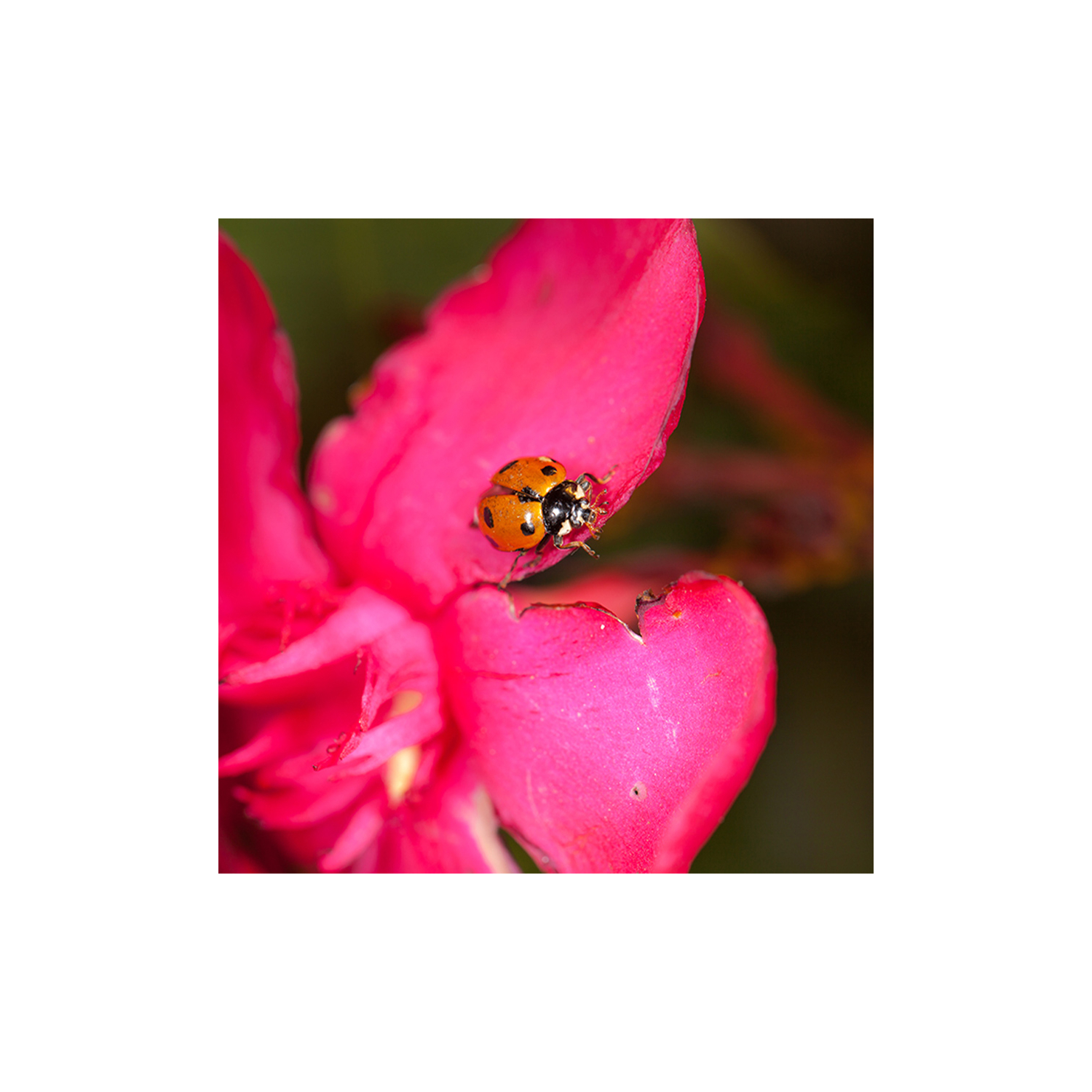 Coccilaure Biotop