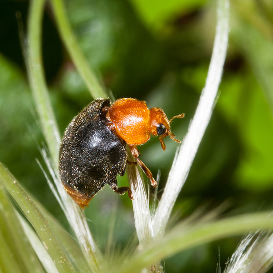 Cryptolaemus montrouzieri mariquita contra cochinillas Biotop