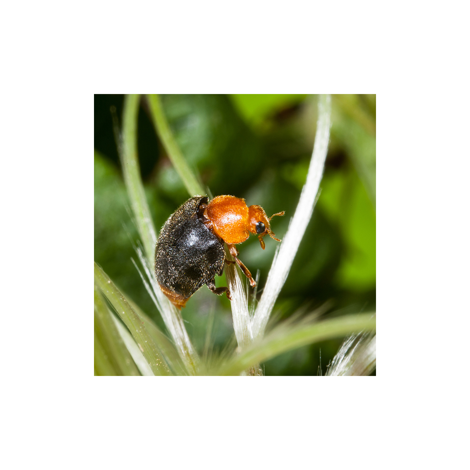Cryptolaemus montrouzieri mariquita contra cochinillas Biotop