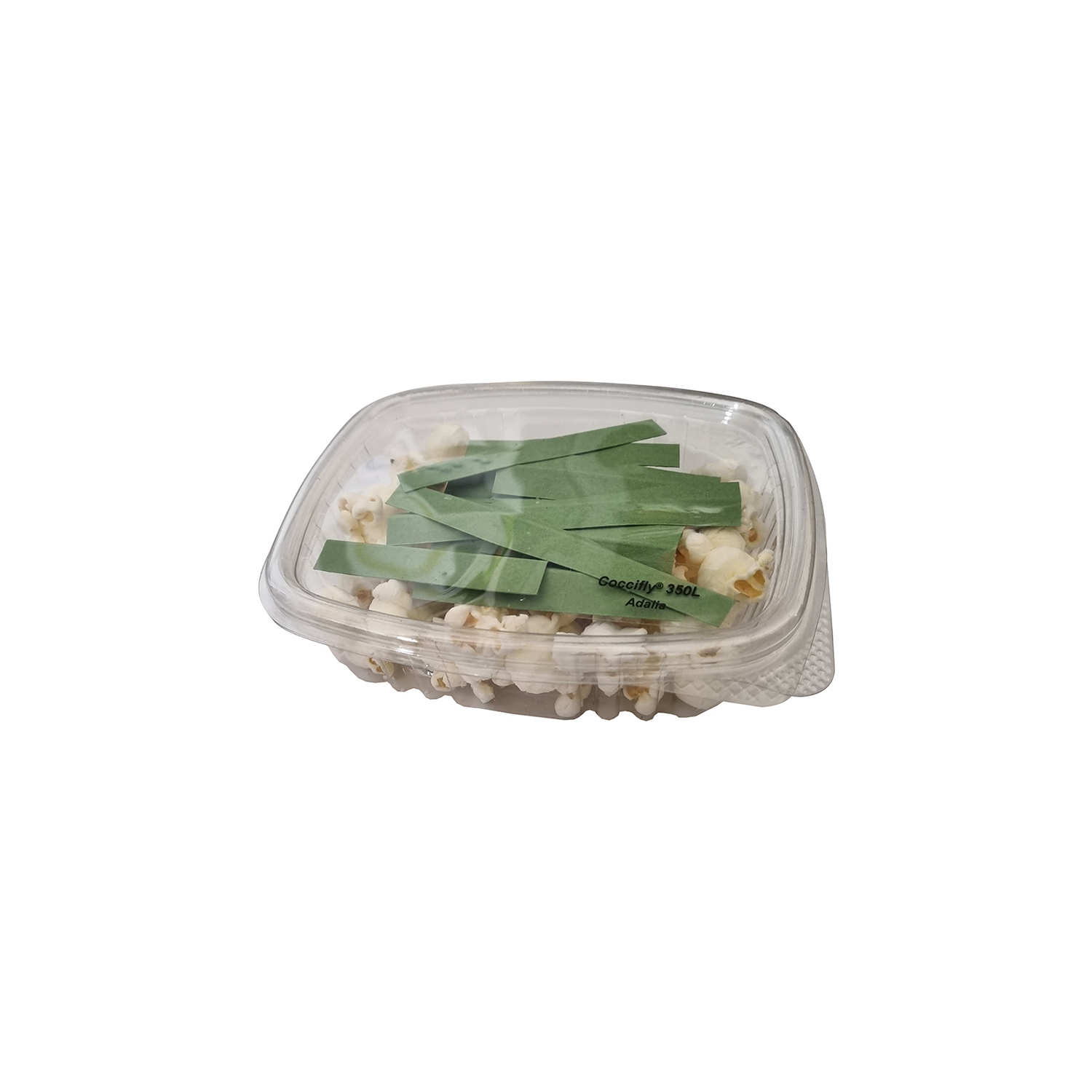 350 larvas de mariquita arbustos Coccifly Biotop