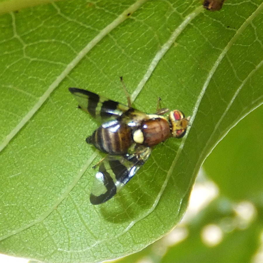 Feromona para la mosca del brote de la nuez