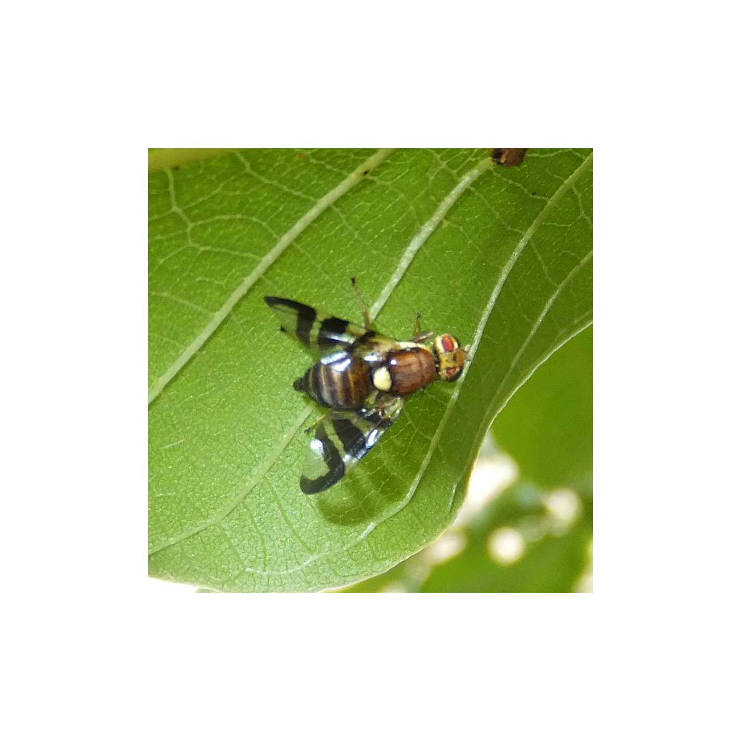 Feromona para la mosca del brote de la nuez