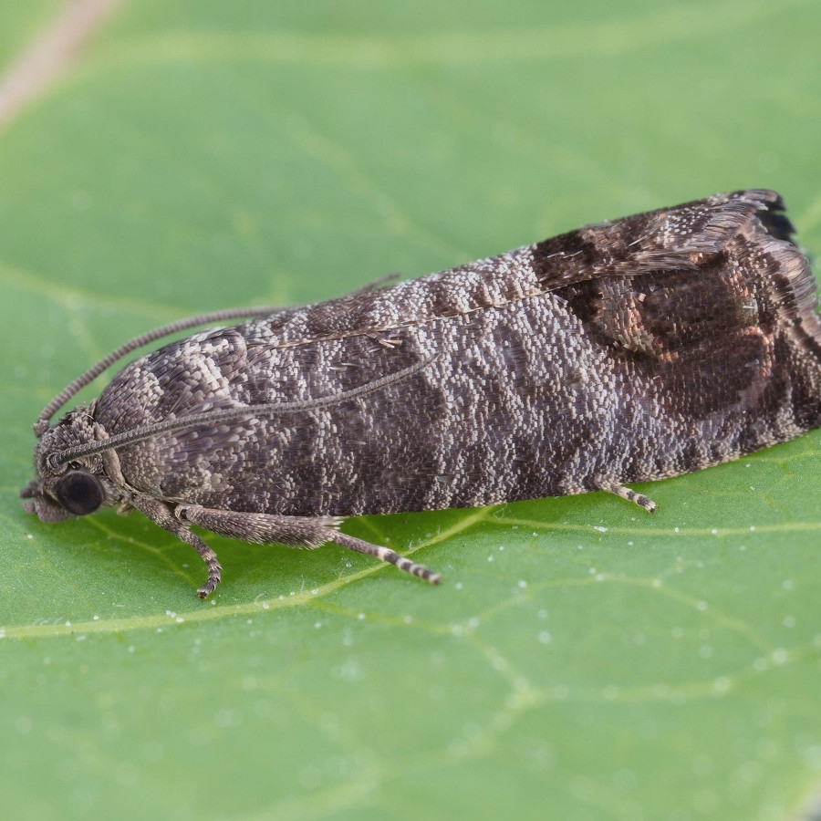 Carpocapsa de la manzana - Cydia pomonella