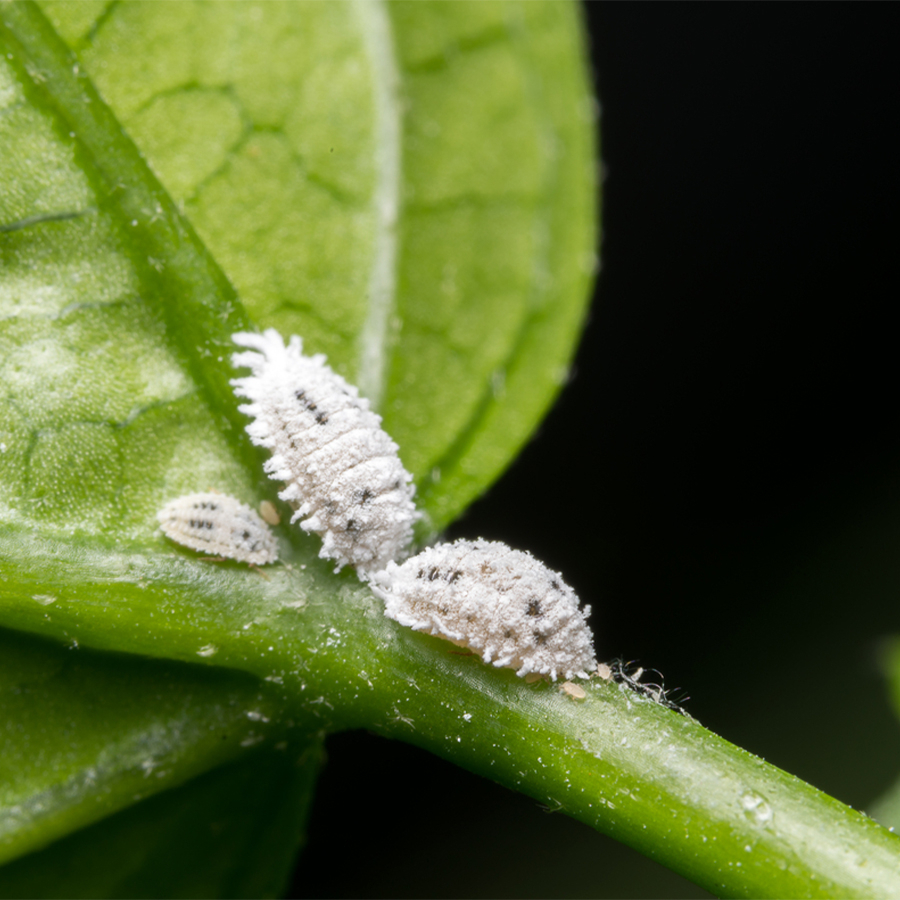 Cochinilla harinosa