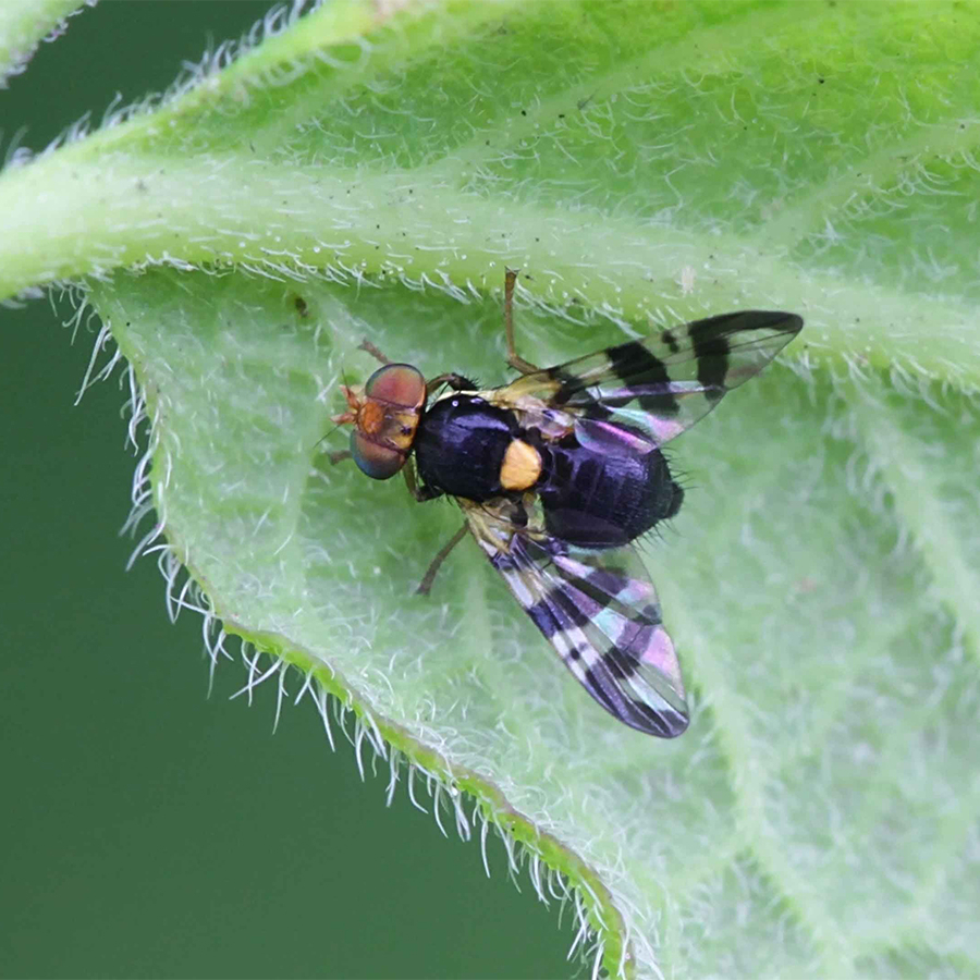 Mouche de la cerise