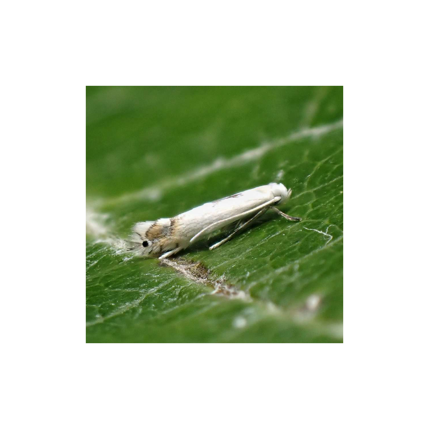 Minador de los cítricos