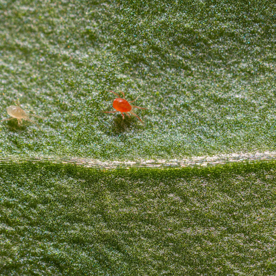 Phytoseiulus persimilis : auxilliaire pour lutter contre les acariens