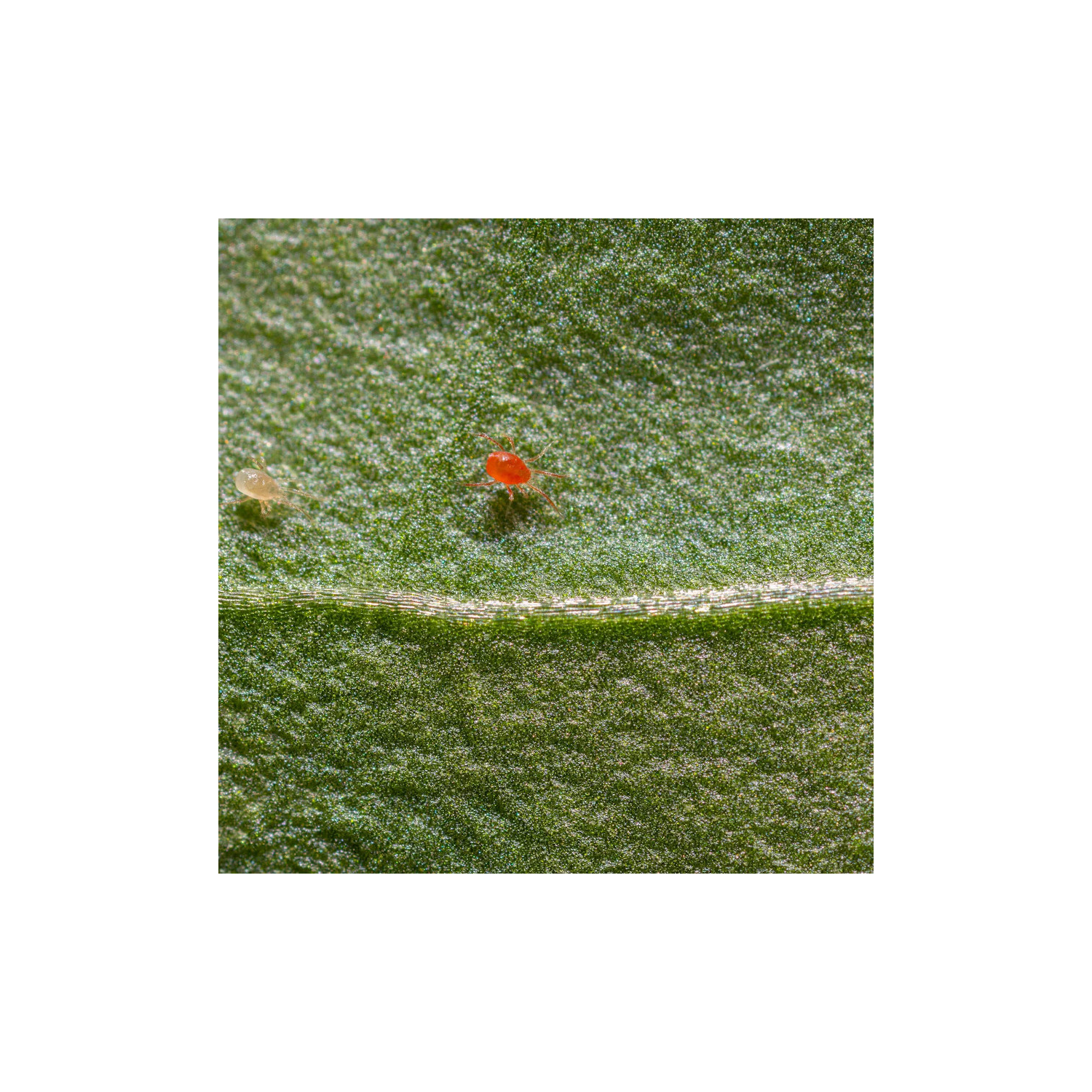 Phytoseiulus persimilis : auxilliaire pour lutter contre les acariens