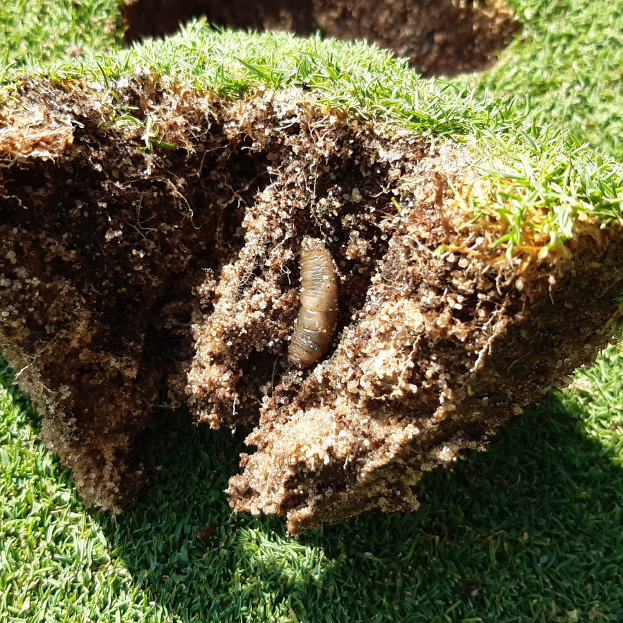 Larva de típula en el césped