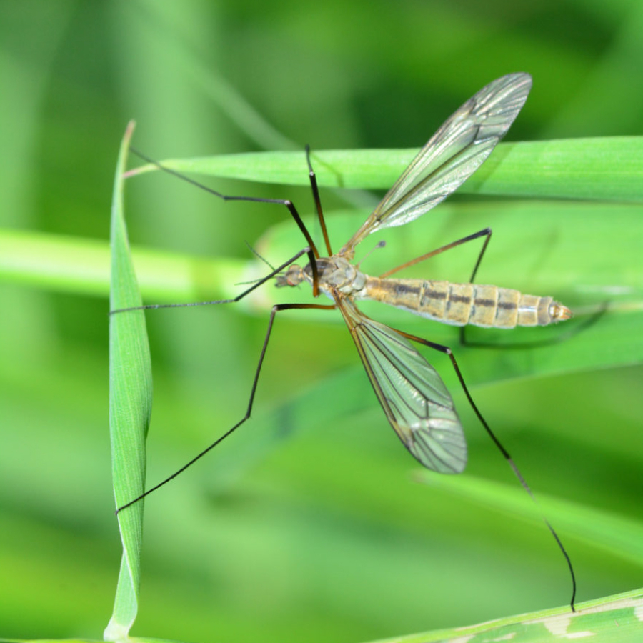 Típula adulta (mosquito grulla)