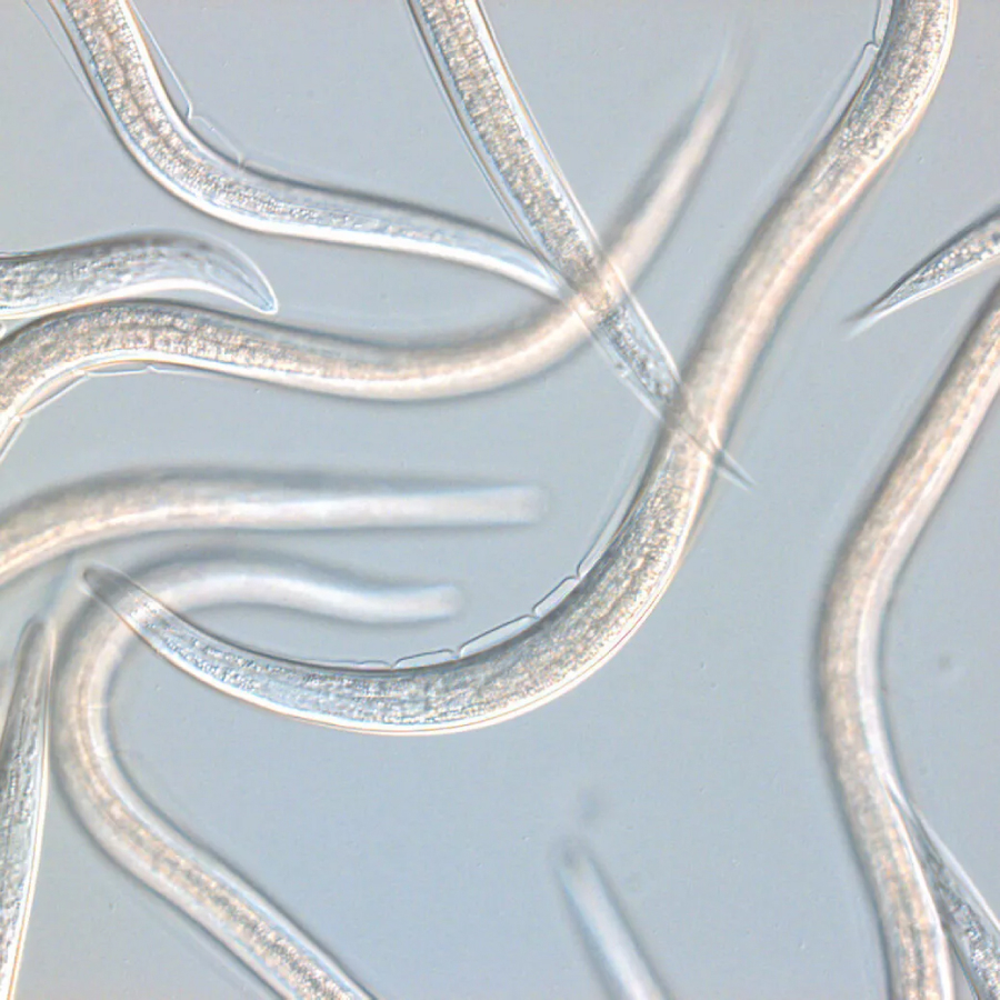 Vista de los nematodos SC al microscopio