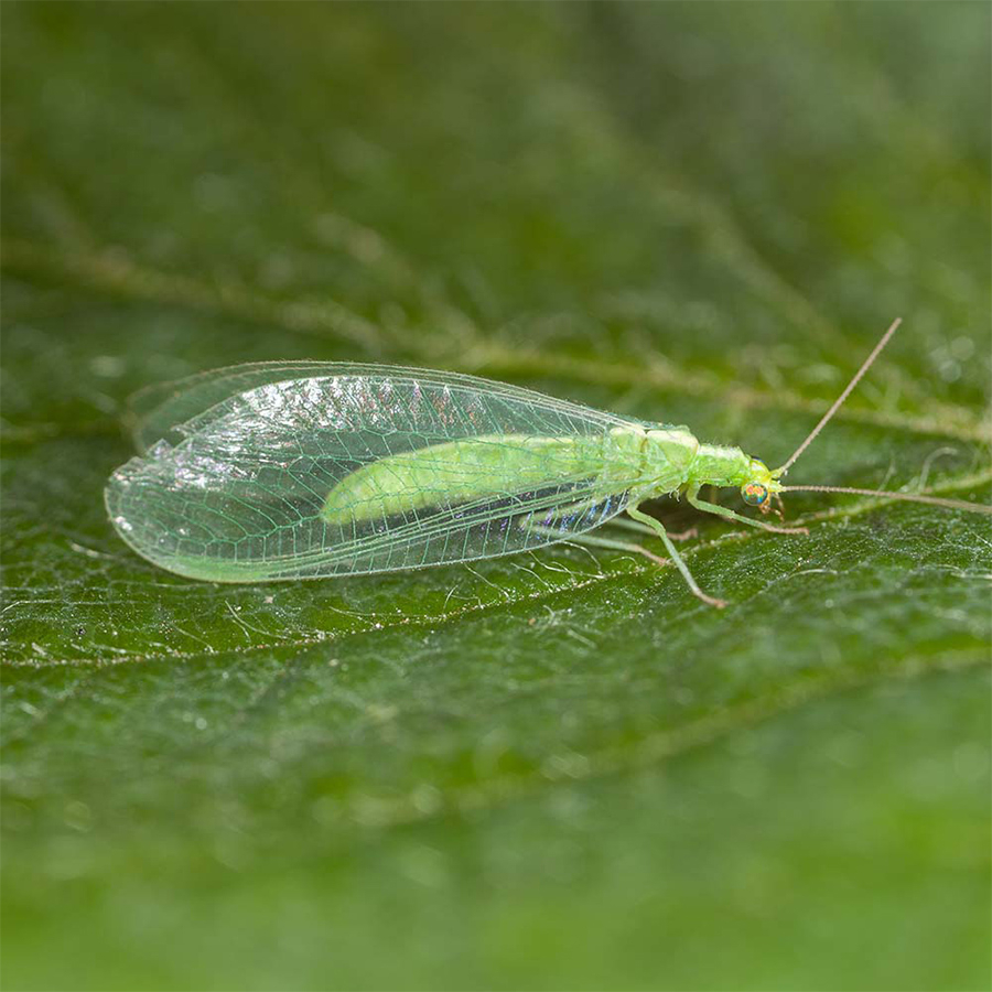 chrysope adulte