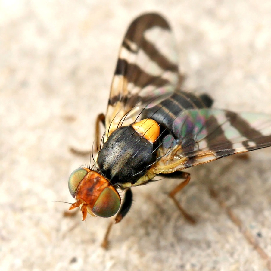 Mouche de la cerise (rhagoletis cerasi)