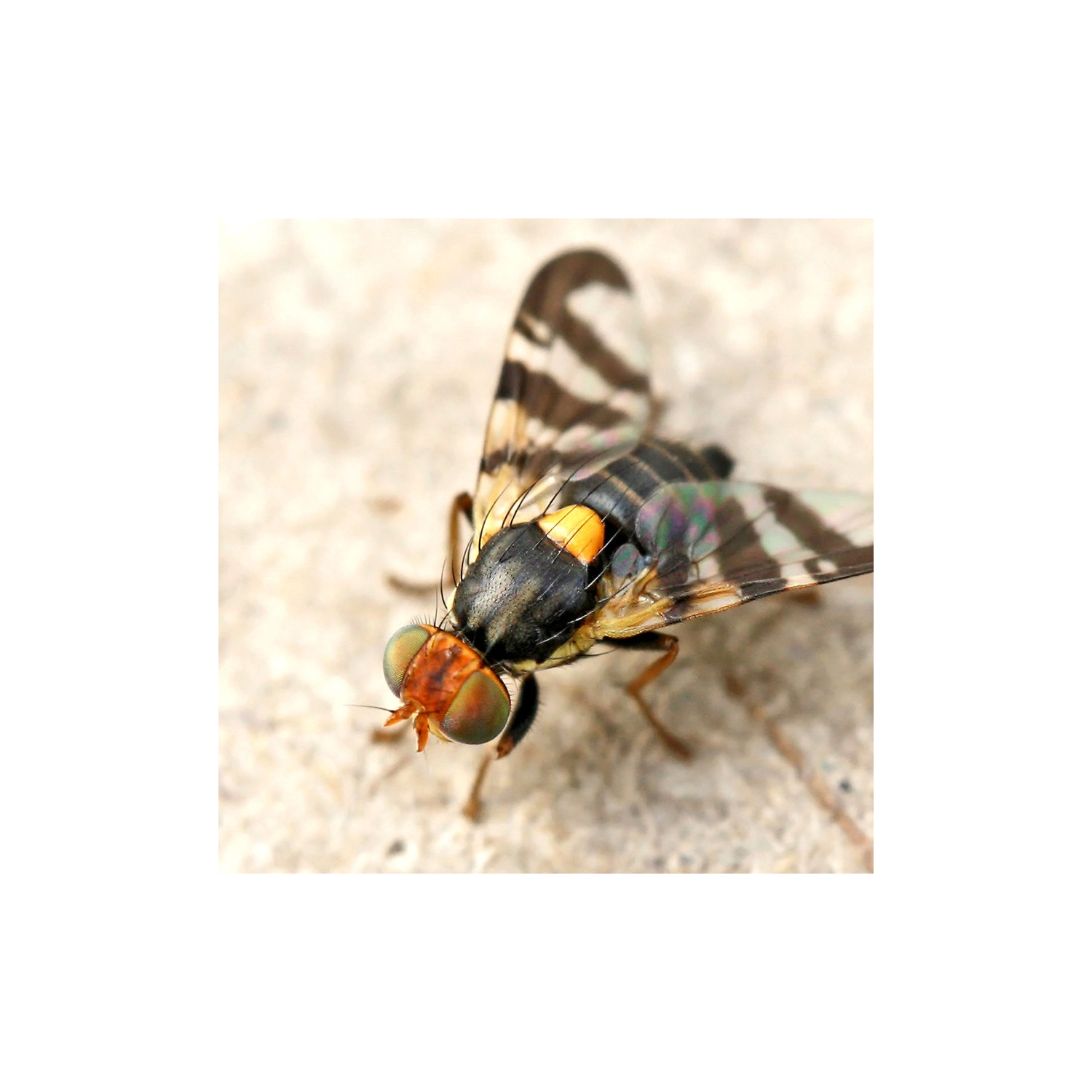 Mouche de la cerise (rhagoletis cerasi)