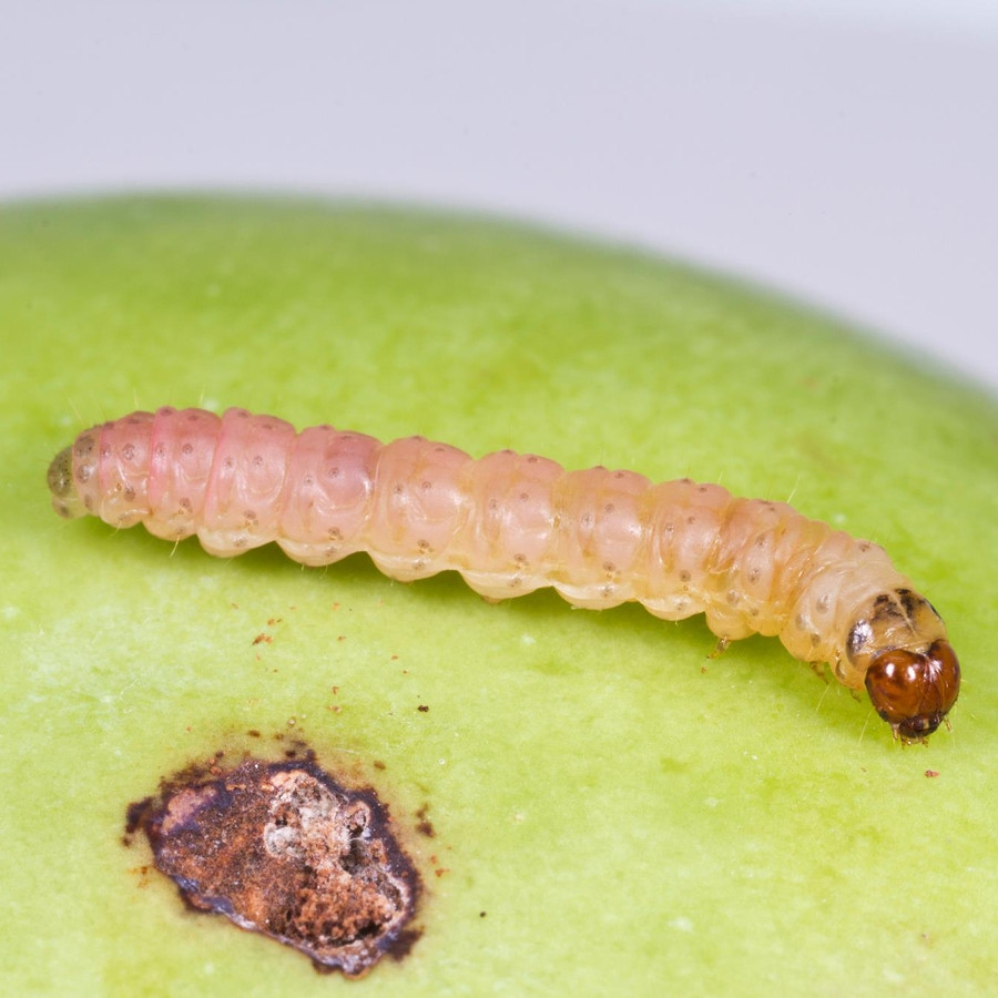 Carpocapsa de la manzana - Cydia pomonella