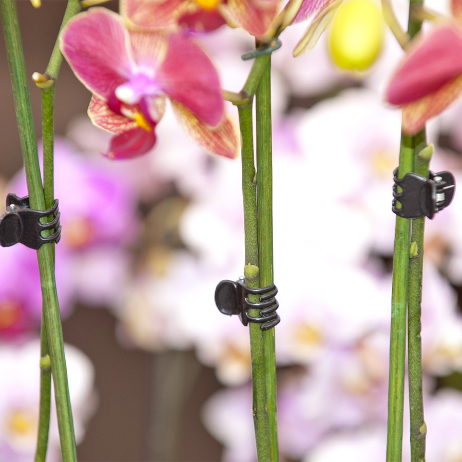 Pince de tuteurage noire pour orchidées x10