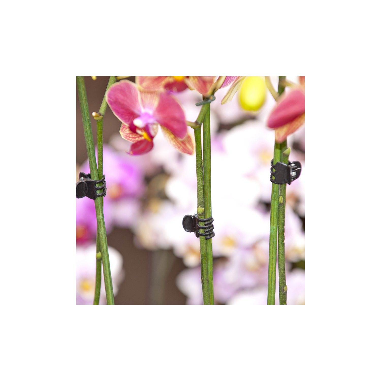 Pince de tuteurage noire pour orchidées x10