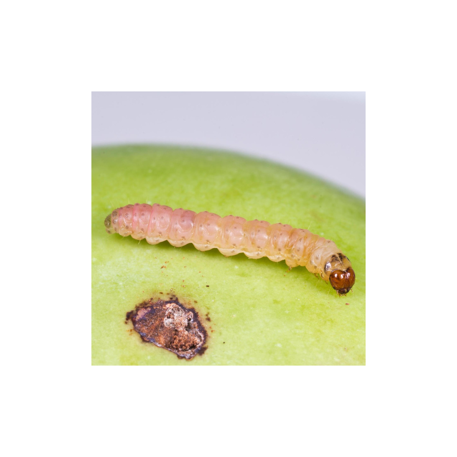 carpocapsa de la manzana