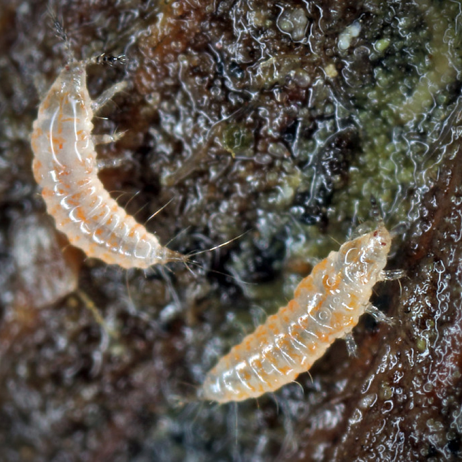Larve de thrips
