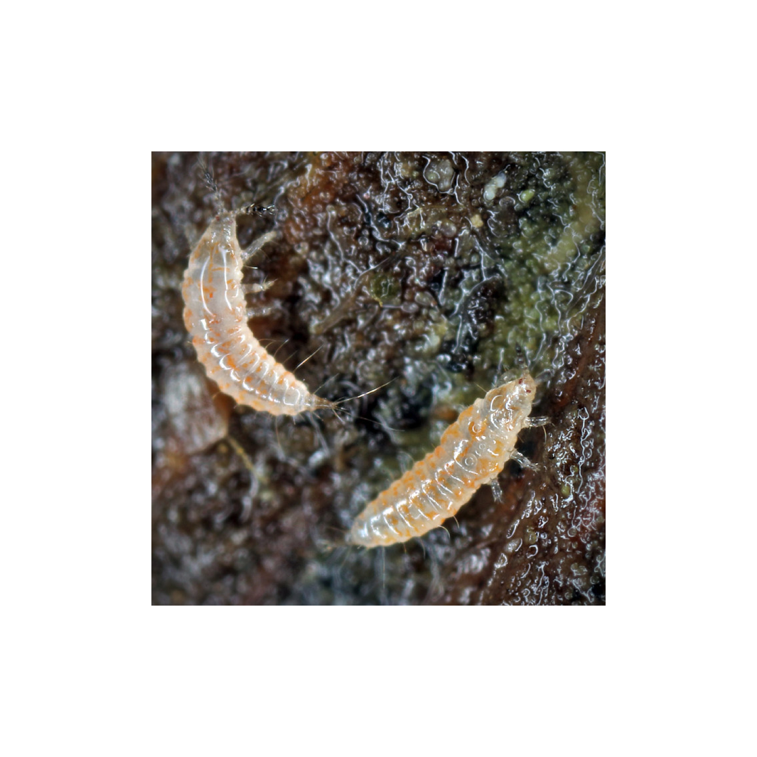 Larve de thrips