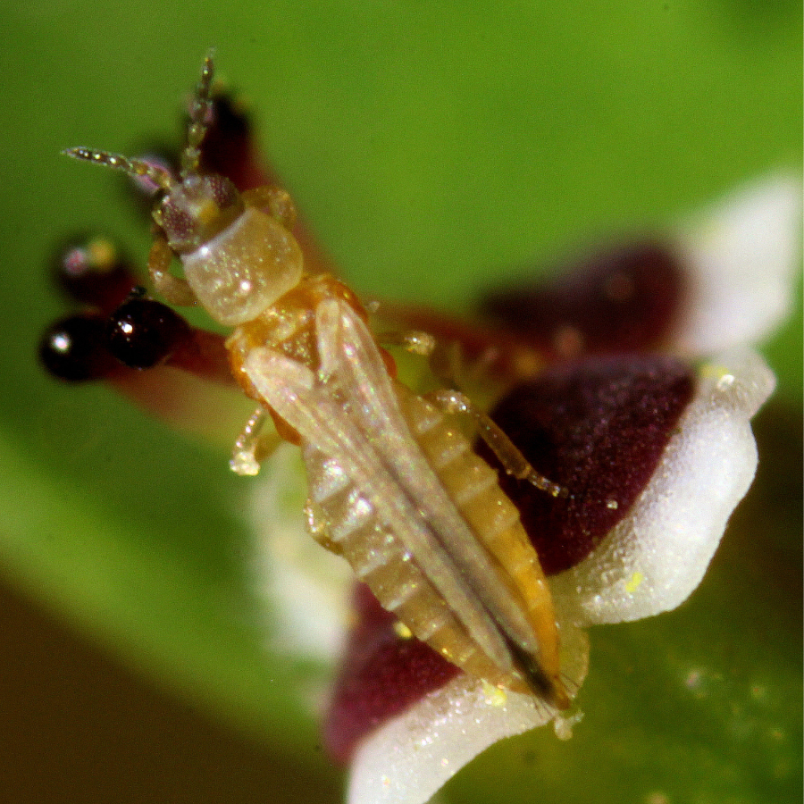 Thrips adulte