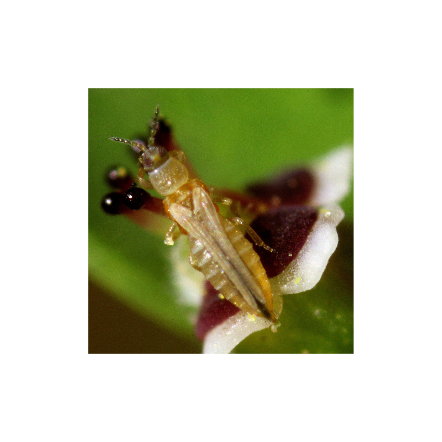 Thrips adulte