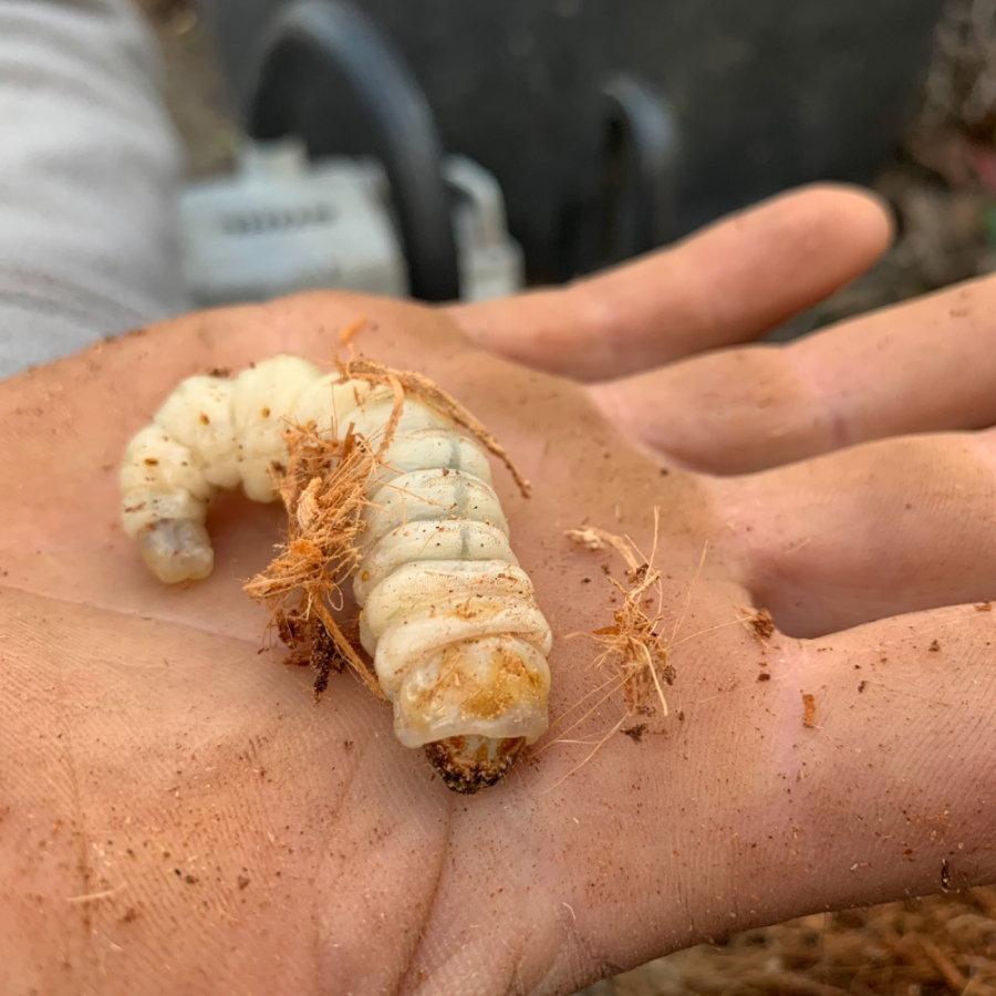 Larve chenille papillon du palmier