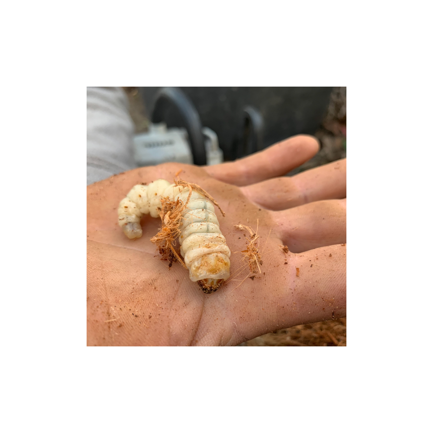 Larve chenille papillon du palmier
