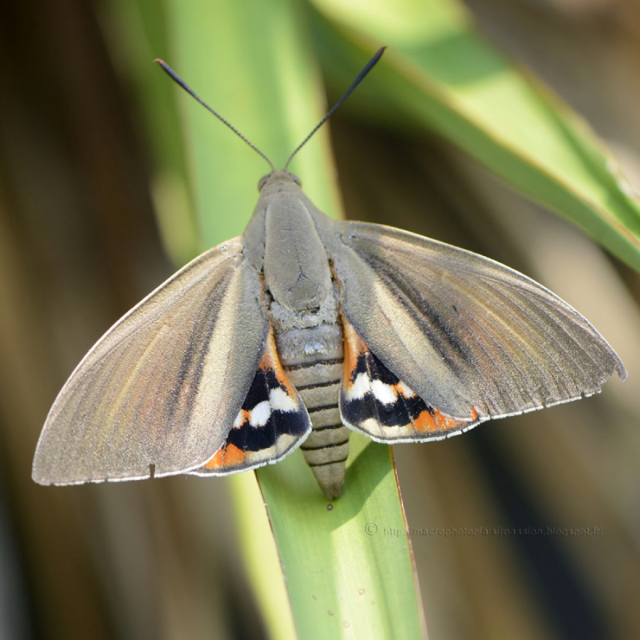 Papillon du palmier