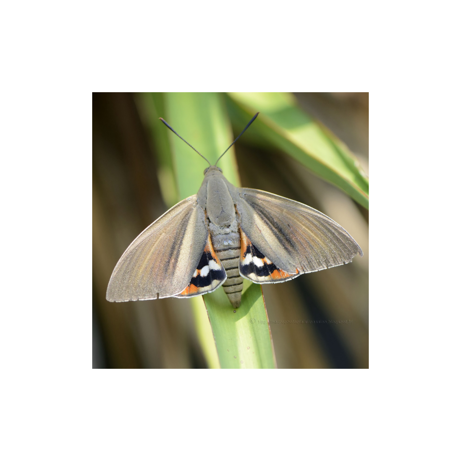 Papillon du palmier