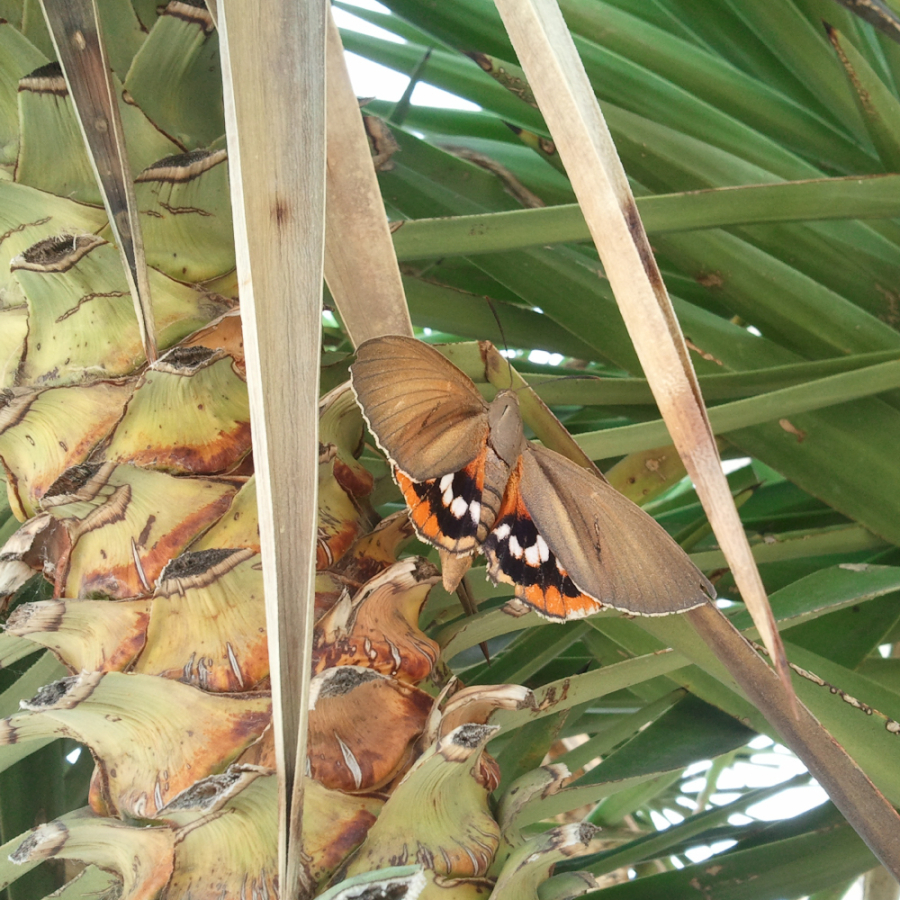Mariposa de la palmera