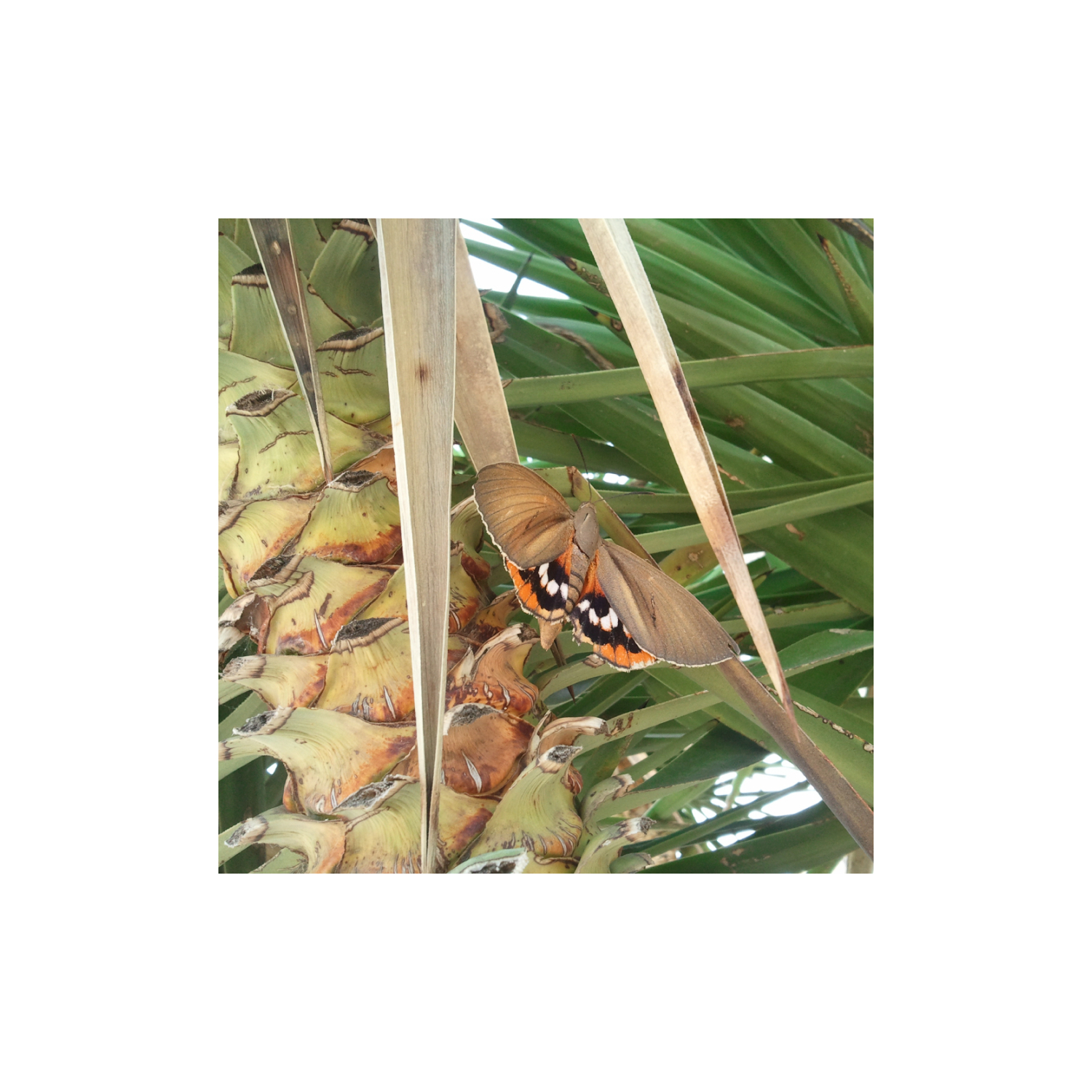 Mariposa de la palmera