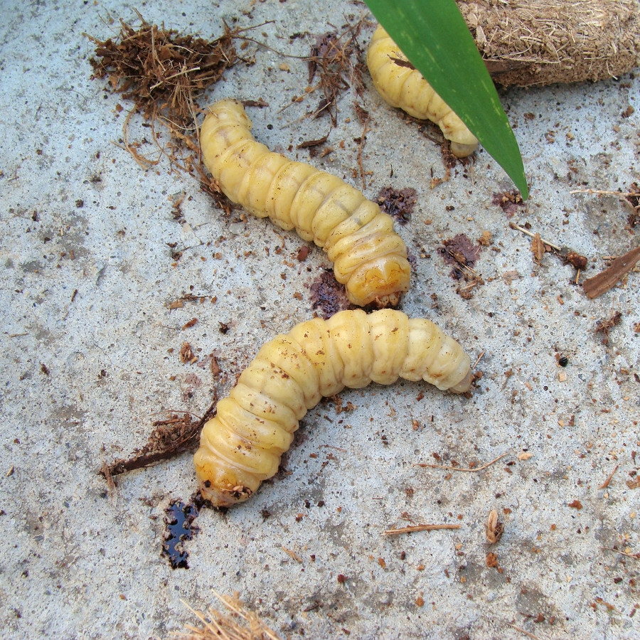 Larva de mariposa de la palmera