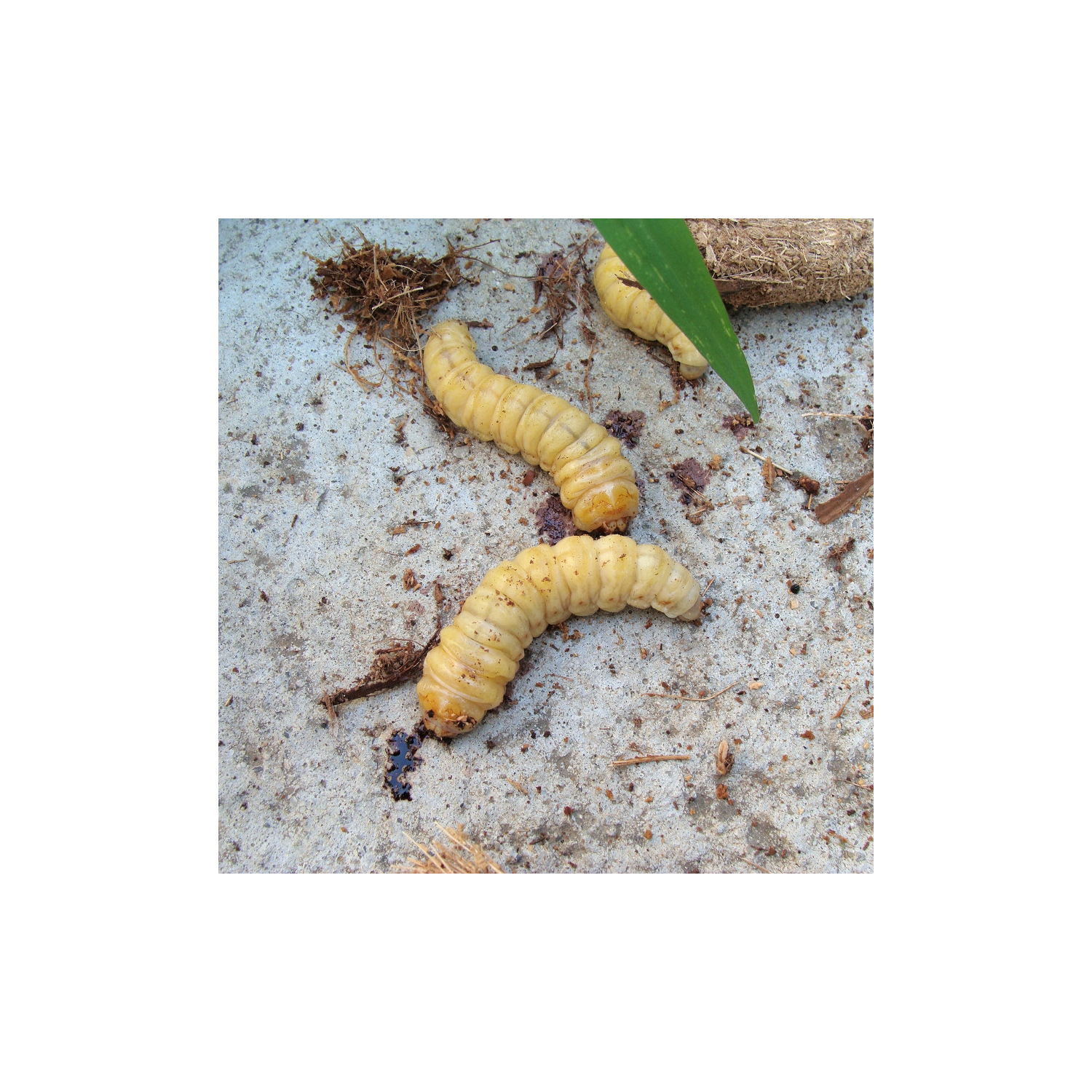 Larva de mariposa de la palmera