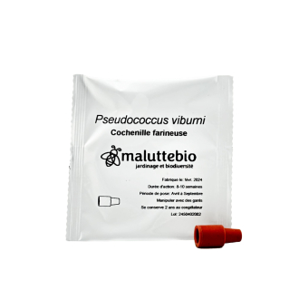 Phéromone Cochenille farineuse Pseudococcus viburni