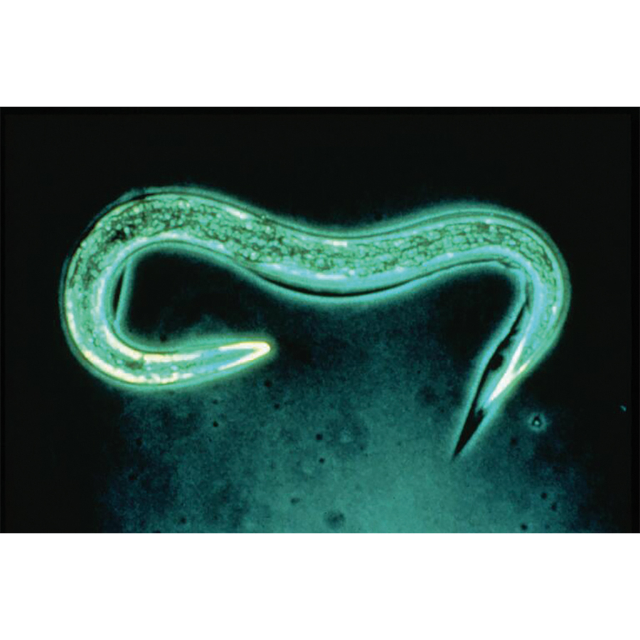Nematodos PH contra las babosas