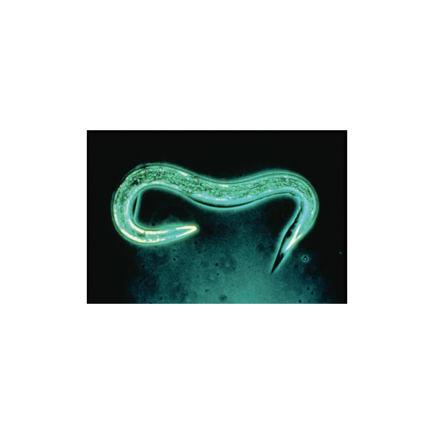 Nematodos PH contra las babosas