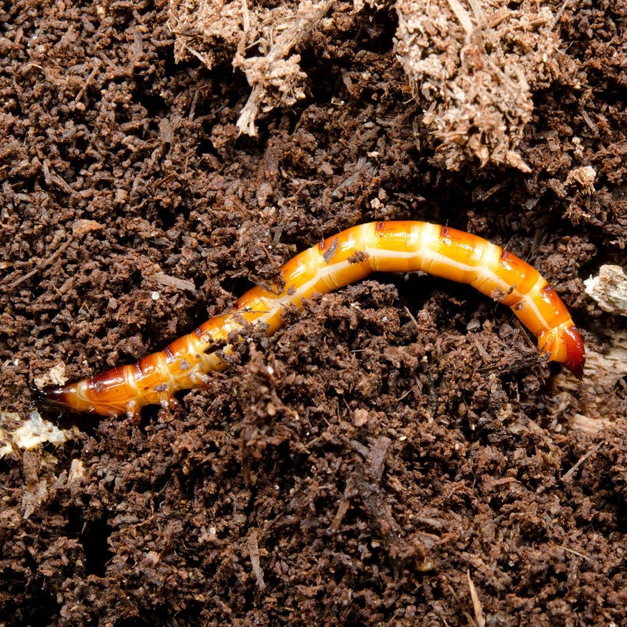 Larva de gusano de alambre