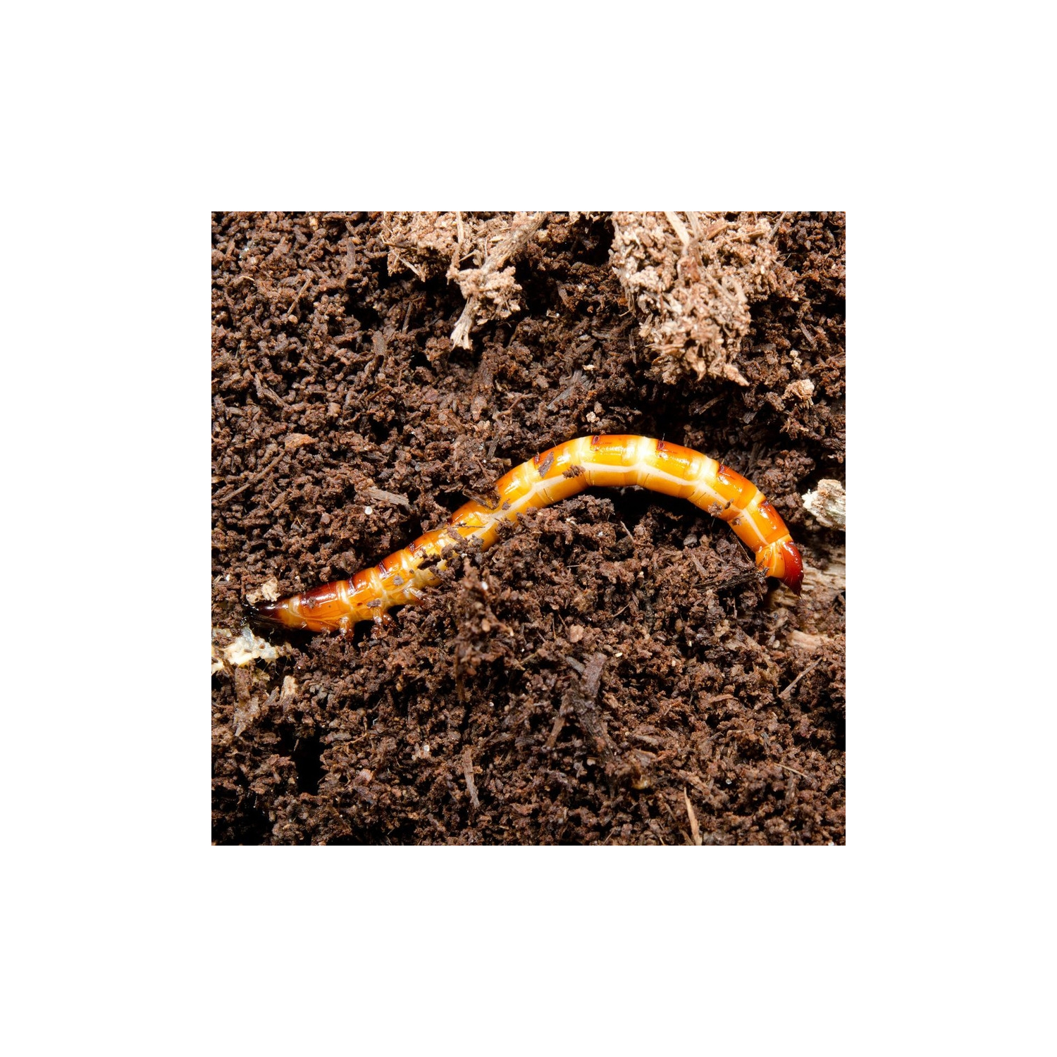 Larva de gusano de alambre
