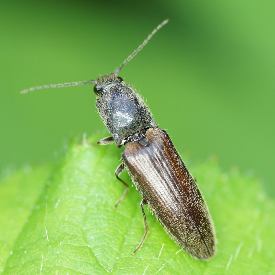 Gorgojo adulto