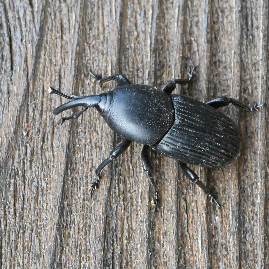Feromona del picudo del agave (Scyphophorus acupunctatus) de larga duración (3 meses)