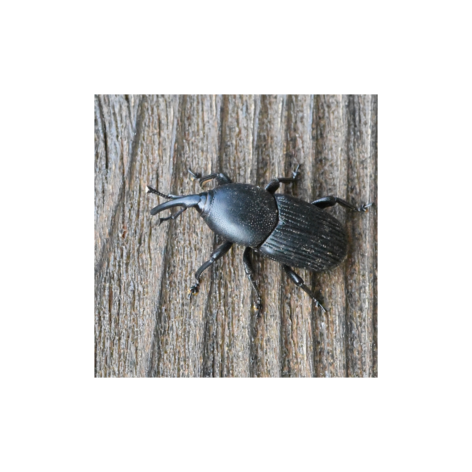 Agavenrüssler-Pheromon (Scyphophorus acupunctatus) Langzeitwirkung (3 Monate)